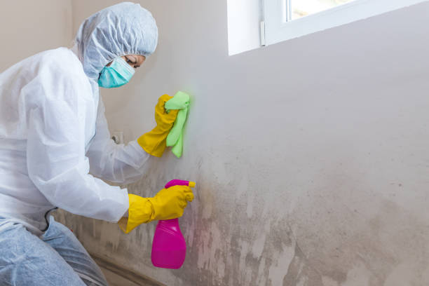 Best Mold Remediation for Healthcare Facilities in Cayuga Heights, NY